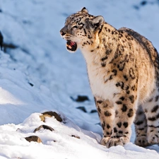 winter, snow leopard