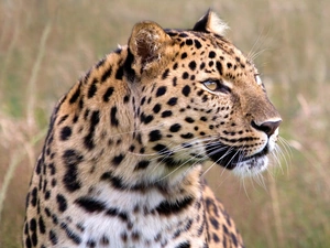 Leopards