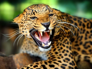 furious, Leopards