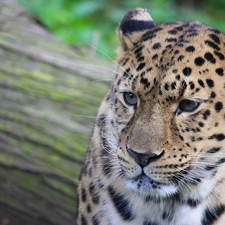 gazing, Leopards