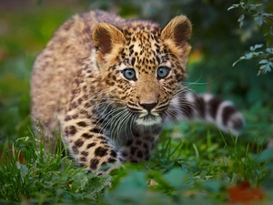 grass, spots, Eyes, Leopards