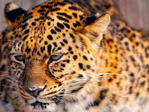 Leopards, The look