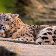 lying, snow leopard