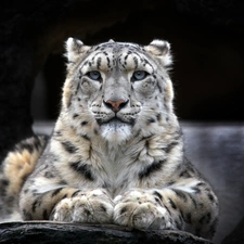 lying, snow leopard