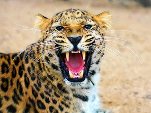 roaring, Pink, Tounge, Leopards