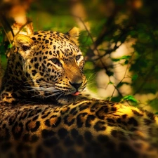 light breaking through sky, Holidaymaker, Leopards