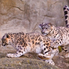 Leopards, Irbisy, snow