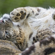 snow leopard