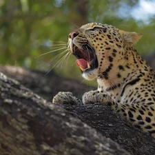 trees, Tiger-cat, Leopards