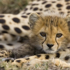 young, Cheetah