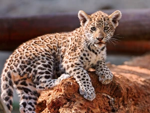 Leopards