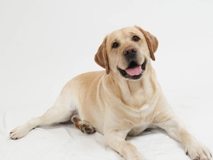 lies, dog, Labrador
