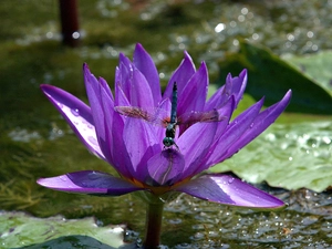dragon-fly, Violet, Lily