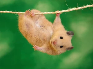line, hamster, acrobat