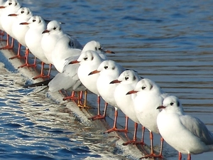 line, seagull