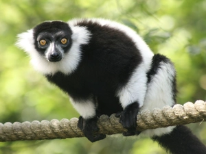 lines, lemur, an