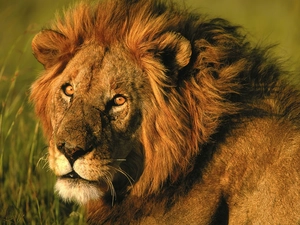 Lion