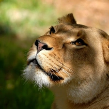 gazing, Lion