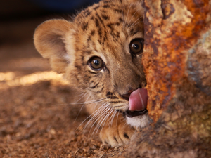Tounge, little doggies, lion