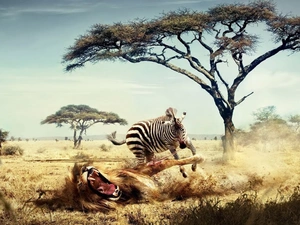 Lion, Zebra