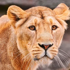 head, lioness