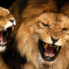 roaring, lions