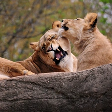 canines, Two cars, lions