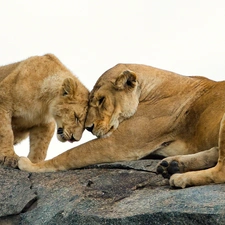 Rocks, Two cars, lions