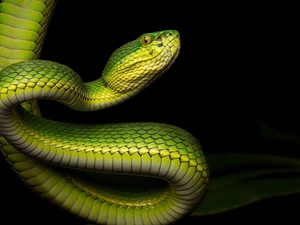 Green, rattlesnake, White-lipped Pit Viper, Snake