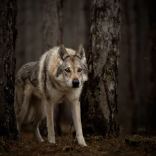 forest, dog, viewes, litter, trees, Czechoslovakian Wolfdog