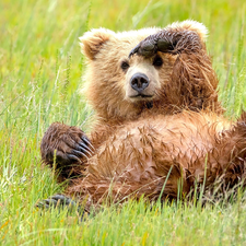 small, little bear, grass, Bear