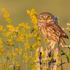 Flowers, Plants, owl, Little Owl, Bird