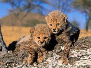 little doggies, Cheetah