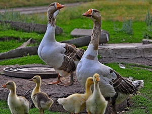 adult, little doggies, goslings, geese