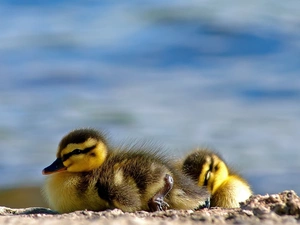 little doggies, ducks