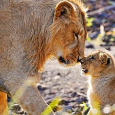 lion, Lion, little doggies