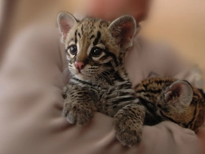 Little, ocelot