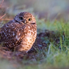 Bird, Little Owl, grass, owl