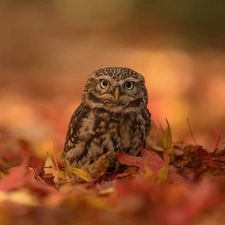 Bird, Little Owl, Leaf, owl