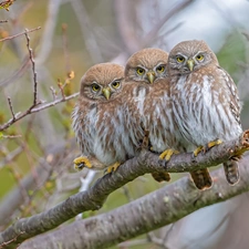 Three, Little Owl, branch, Owls