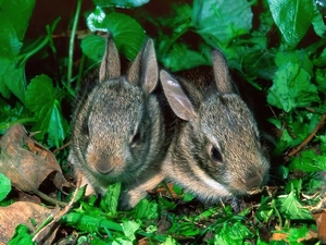 Little rabbits