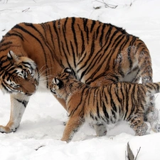 snow, tigress, little doggies