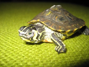 Little, turtle