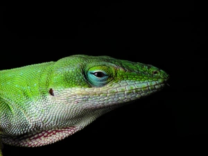 lizard, Green Anolis