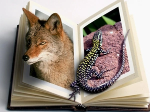 Fox, Book, 4d, lizard