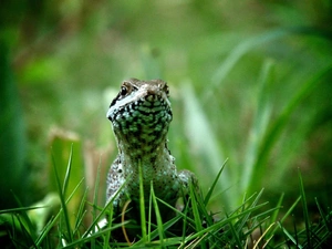lizard, grass