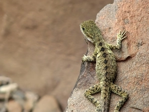 lizard, Stone