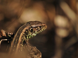 lizard, Zwinka