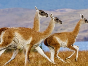 llama, Three, stretching