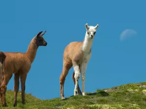 Two, Hill, grass, llama
